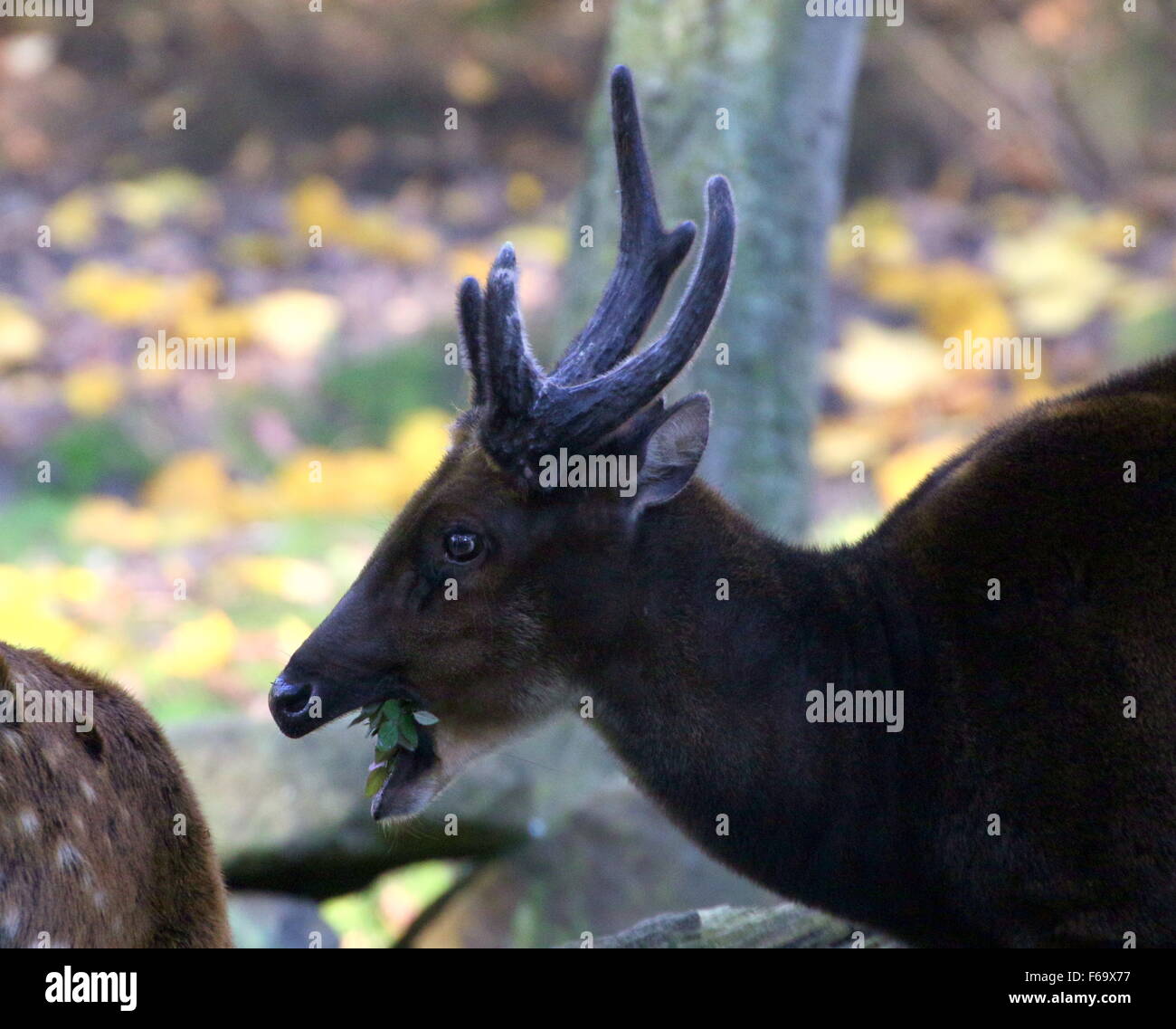 Close-up of a  male Visayan or Philippine spotted deer buck (Cervus alfredi, Rusa alfredi) chewing leaves Stock Photo