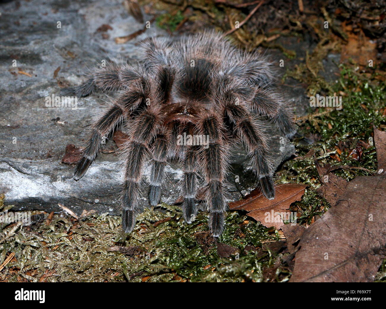 Chilean Rose Hair Tarantula (Grammostola rosea, Grammostola cala Stock