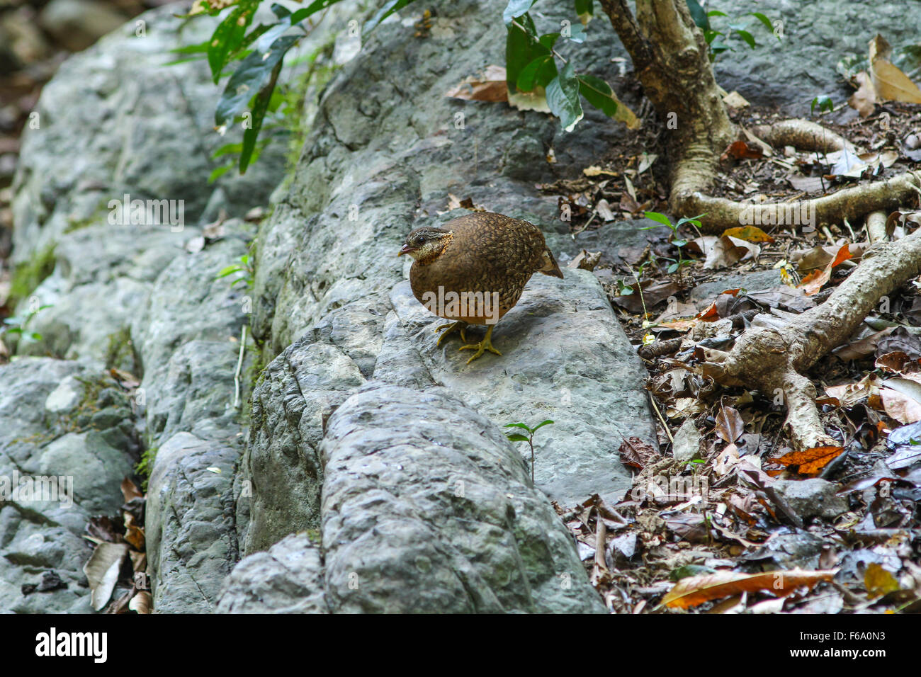 Scaly-breasted Partridge(Arborophila chloropus) in the forest, or Green-legged Partridge Stock Photo
