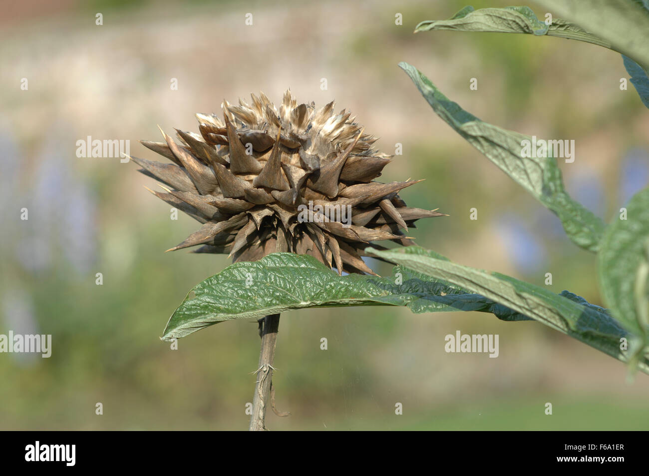 Triangular plot hires stock photography and images Alamy