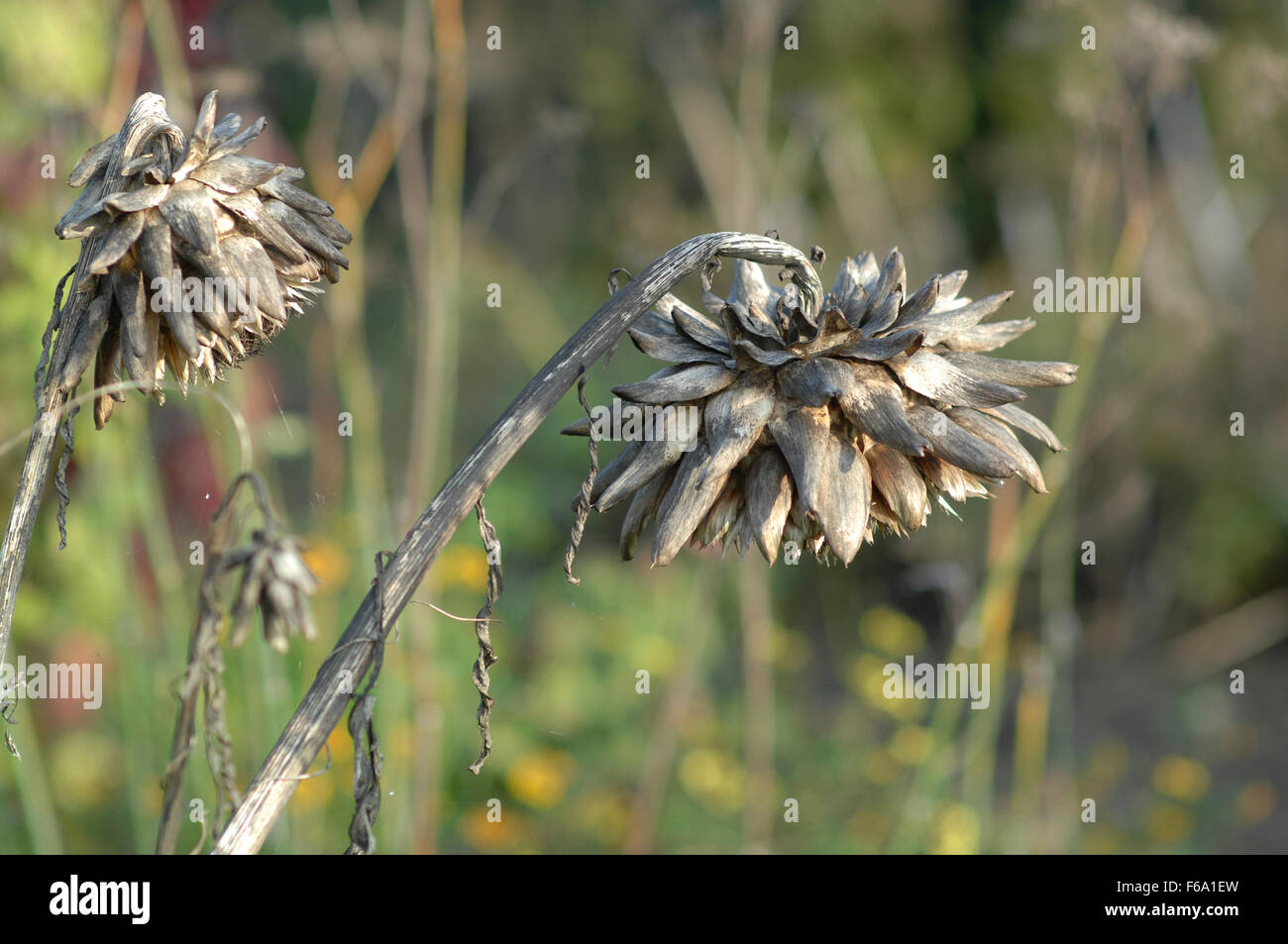 Dried Globe Artichokes in late season Stock Photo Alamy
