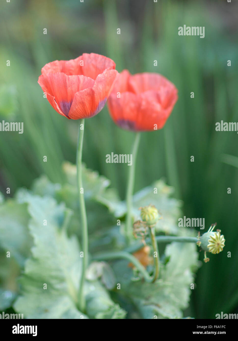 Poppies in a meadow Stock Photo