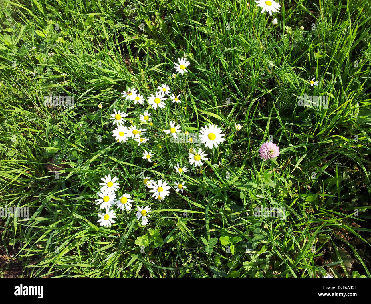 Chamomile carpet hi-res stock photography and images - Alamy