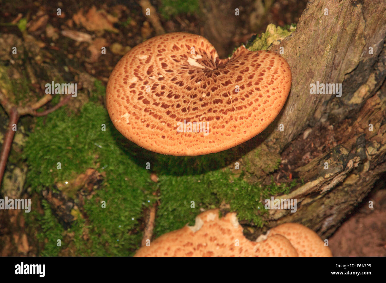 Dryad's saddle fungus Stock Photo