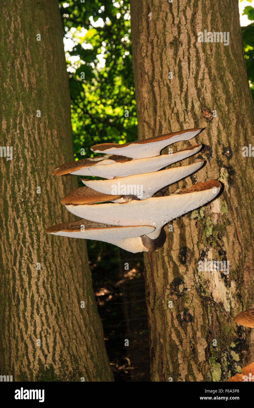 Dryad's saddle fungus Stock Photo