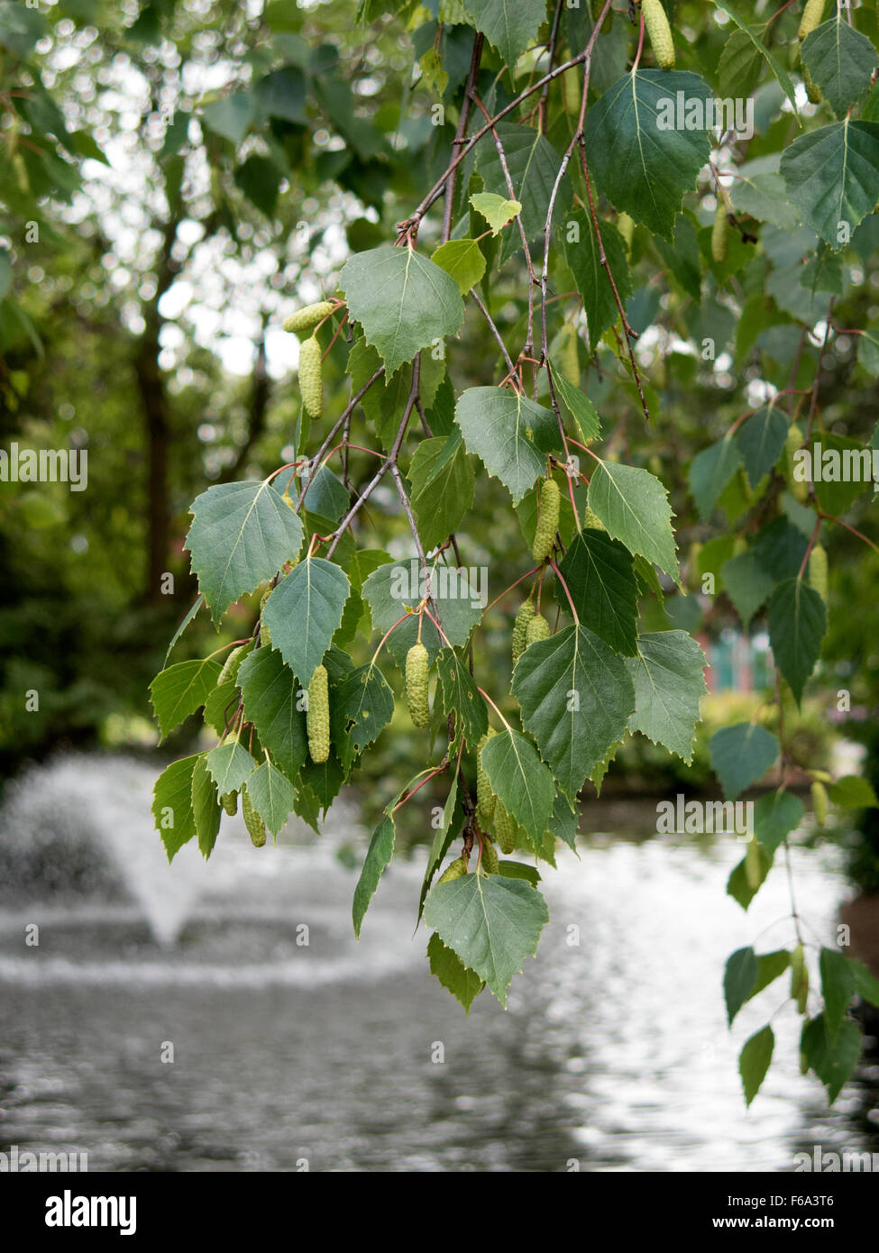 Silver Birch catkins Stock Photo Alamy