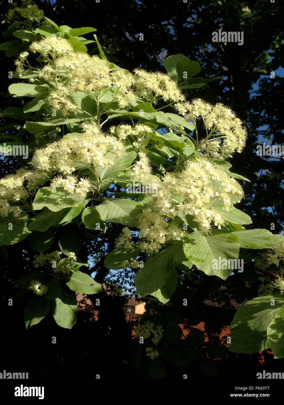 Rowan tree flowers Stock Photo Alamy