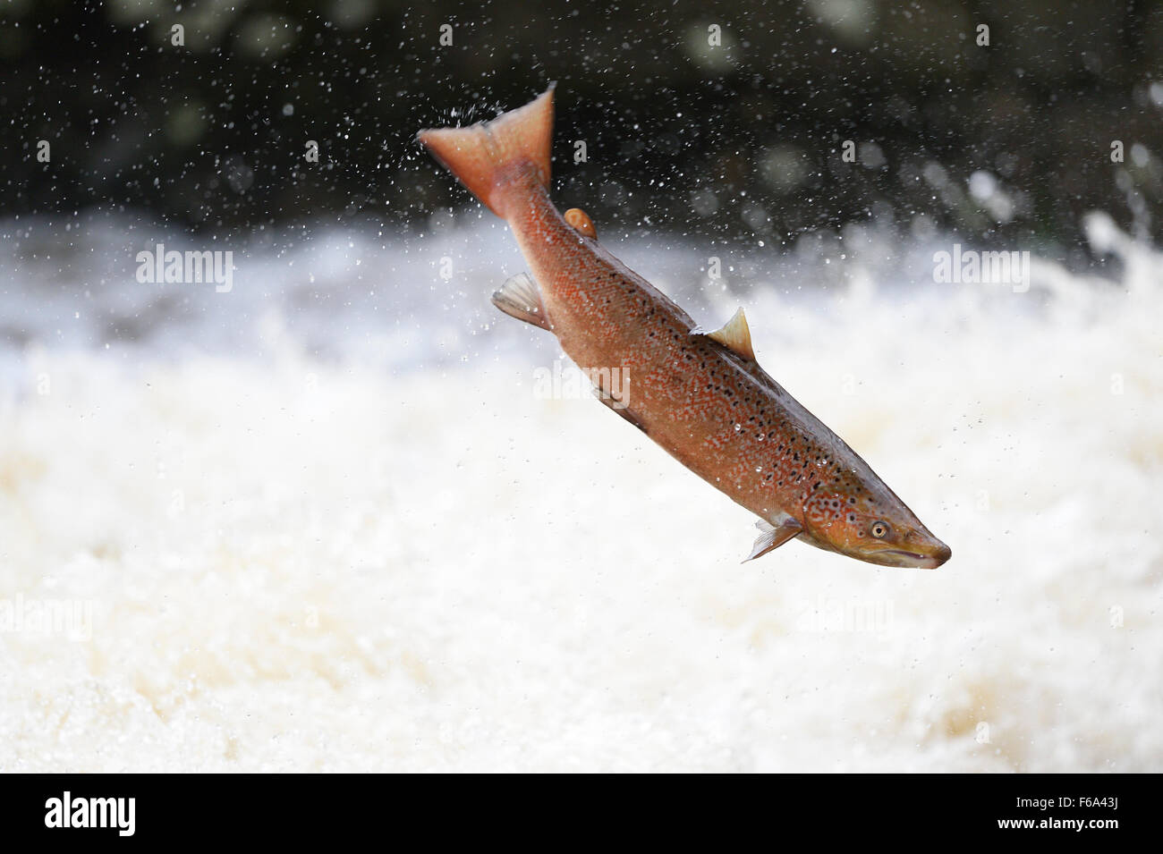 Atlantic Salmon, male leaping over turbulent water near weir, Derbyshire, UK Stock Photo