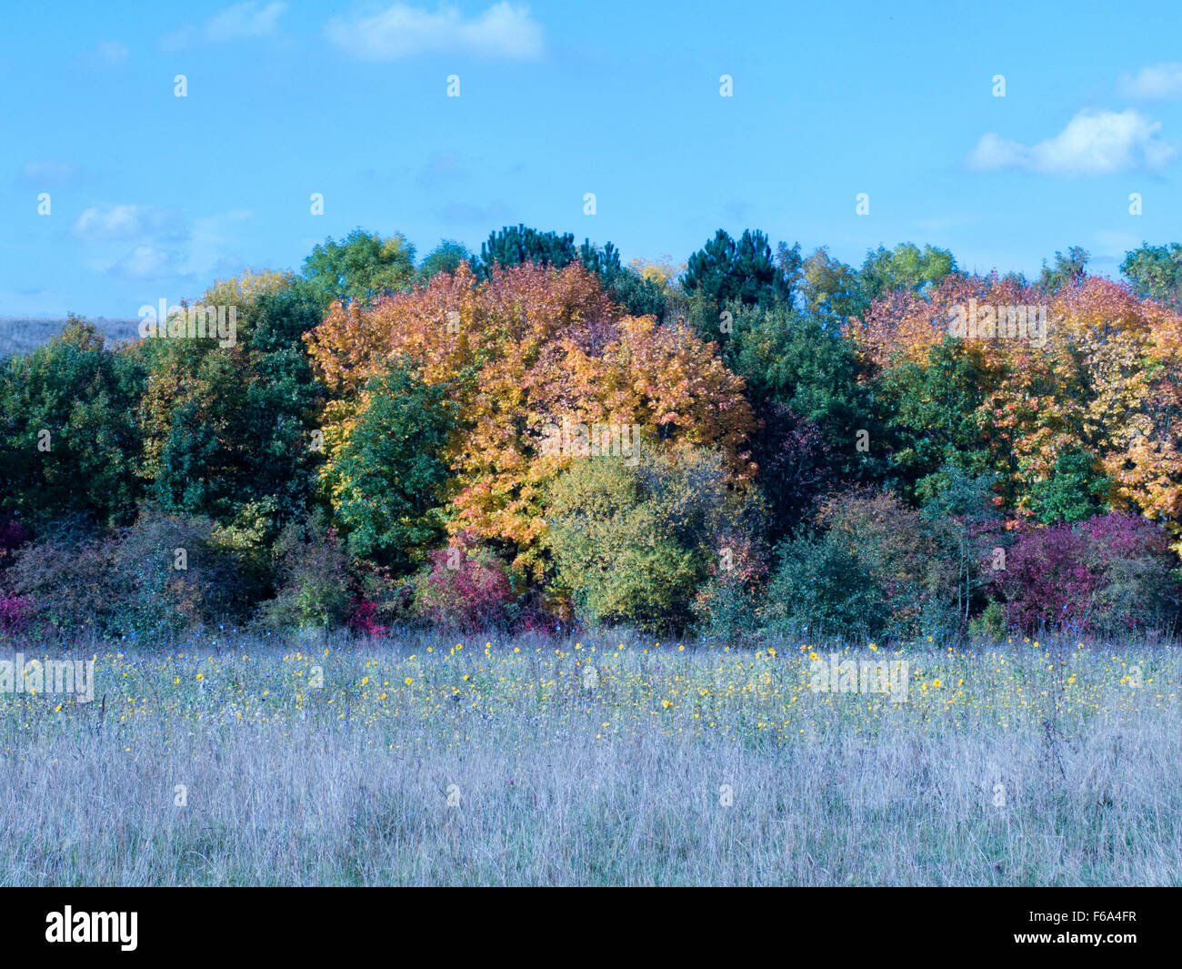 Autumn colours of trees leaves Stock Photo - Alamy