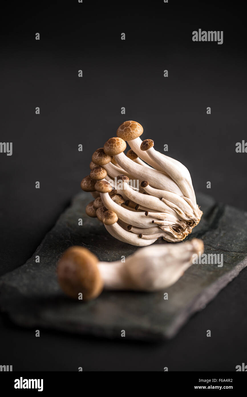 Shimeji, edible fungus on black slate background Stock Photo