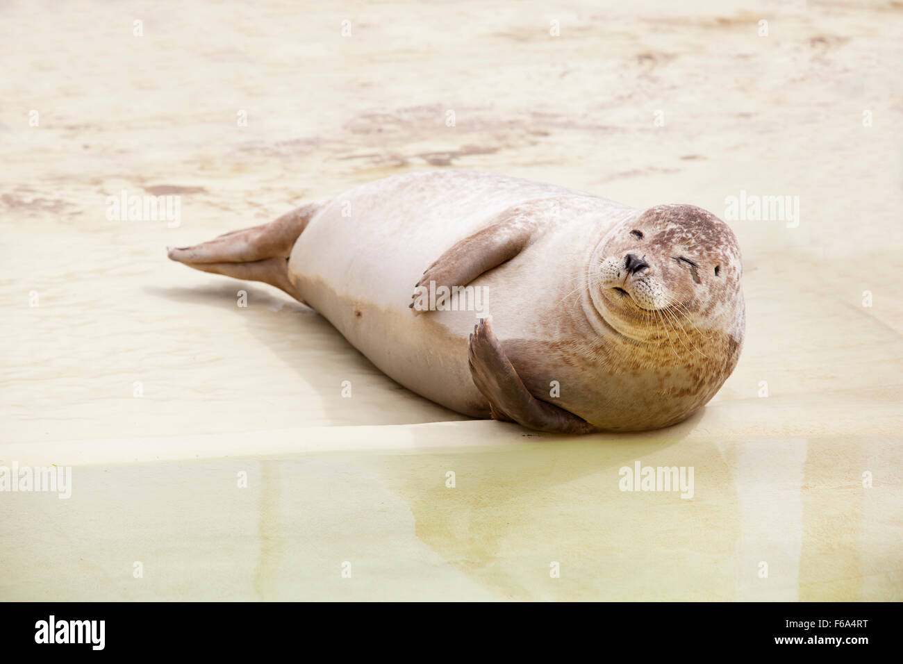 a seal lying on a sandy beach and a twinkle in his eye Stock Photo - Alamy