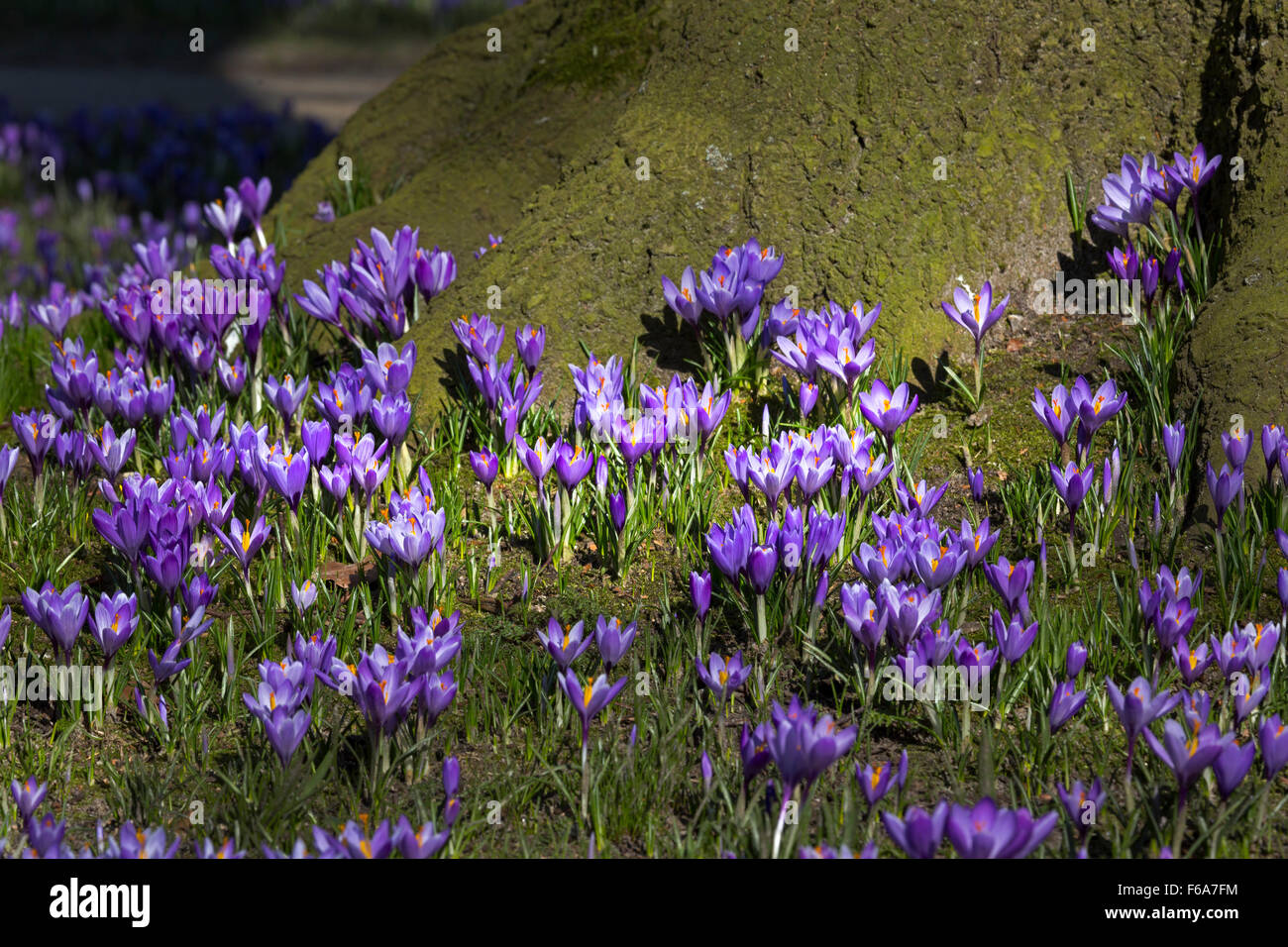 Crocus blooming, Schlosspark, Husum, Schleswig-Holstein, Germany, Europe Stock Photo