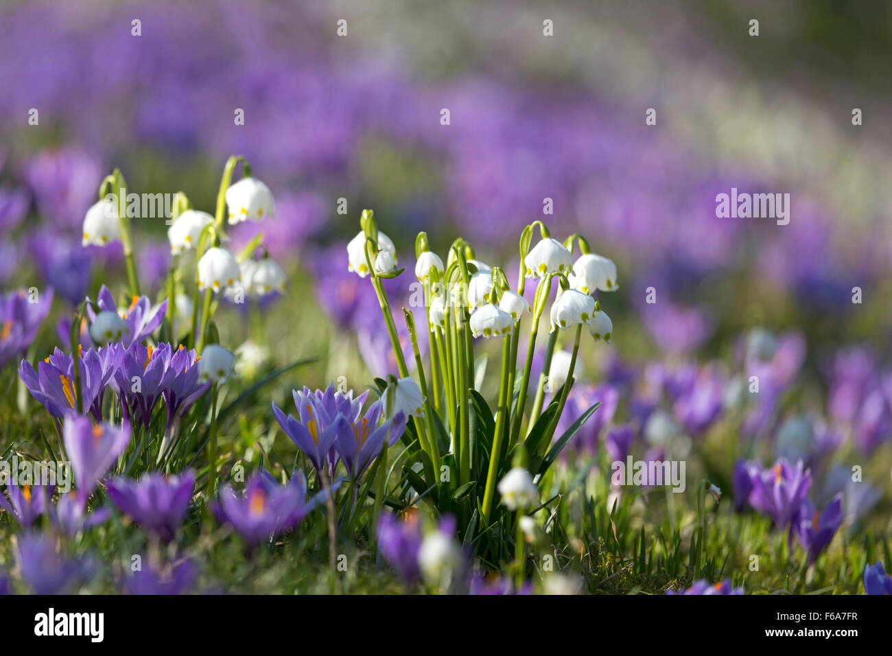 Crocus blooming, Schlosspark, Husum, Schleswig-Holstein, Germany, Europe Stock Photo