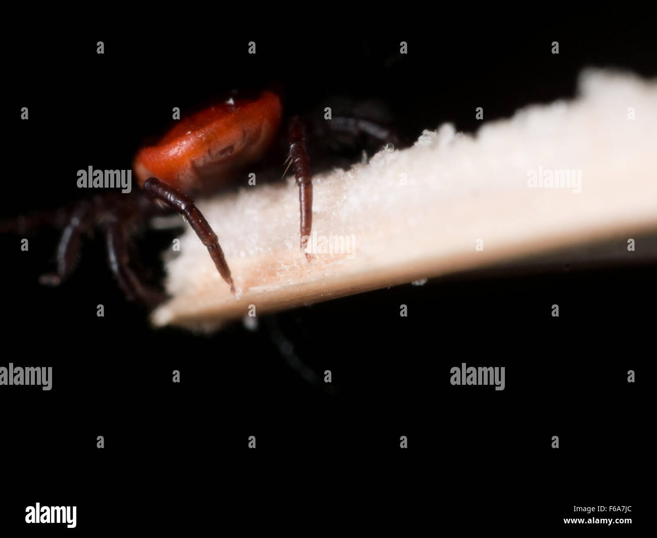 Close up photo of adult female deer tick crawling on piece of straw Stock Photo
