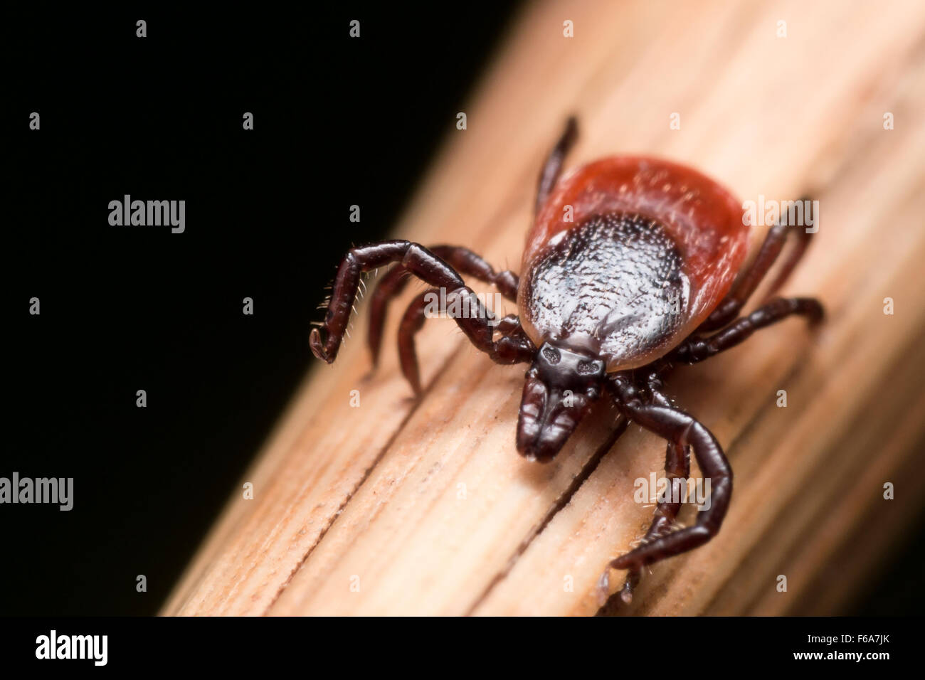 Close up photo of adult female deer tick crawling on piece of straw Stock Photo