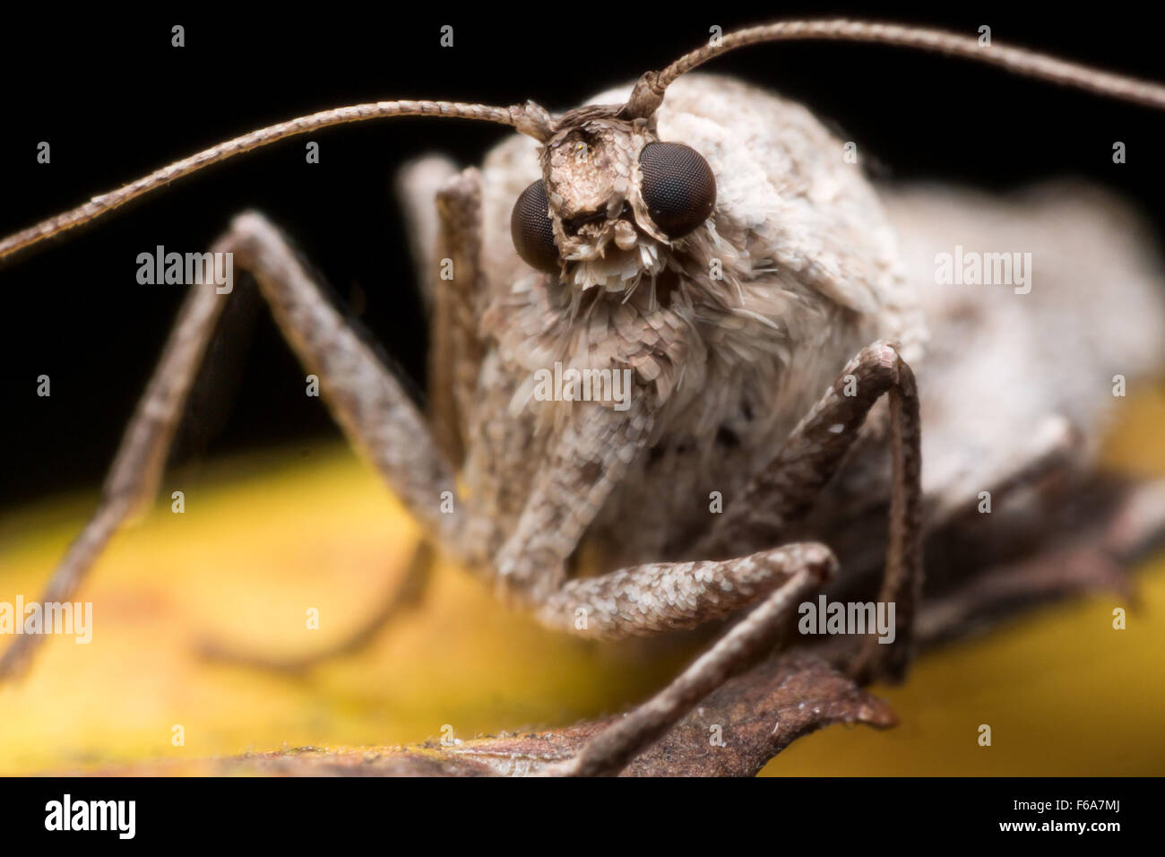 female fall cankerworm moths are wingless, and lay eggs by using silk ...