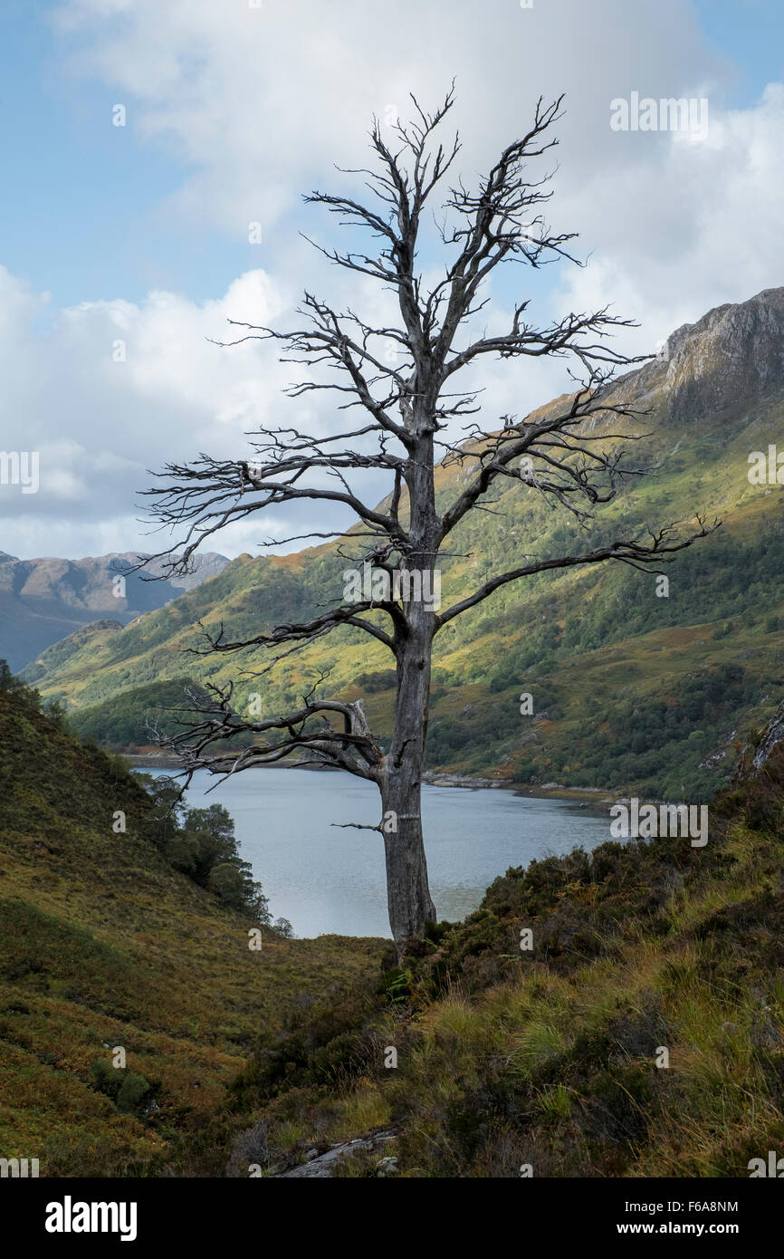 A dead tree stands vigil above Loch Hourn, Knoydart, Scotland Stock