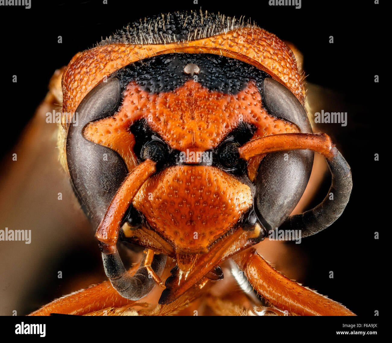 Vespidae 2, F, face, Wyoming, Park County 2013-03-05-155728 ZS PMax Stock Photo