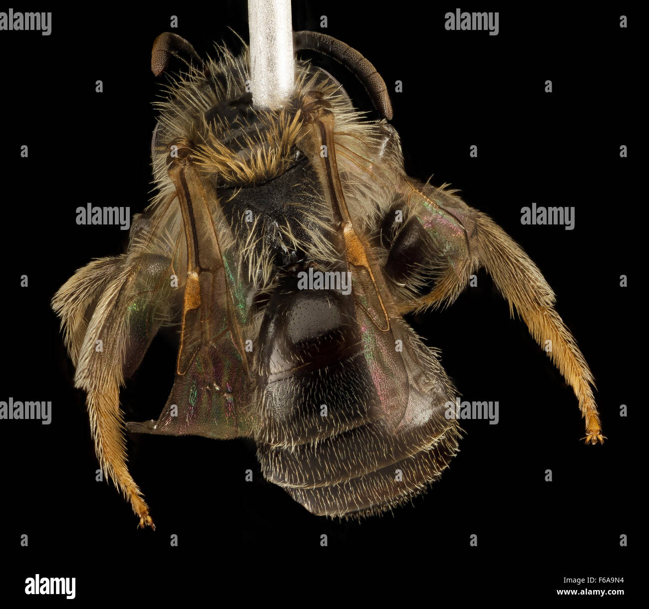 Andrena uvulariae, M, Back, MA, Franklin County 2015-07-07-160001 ZS PMax UDR Stock Photo