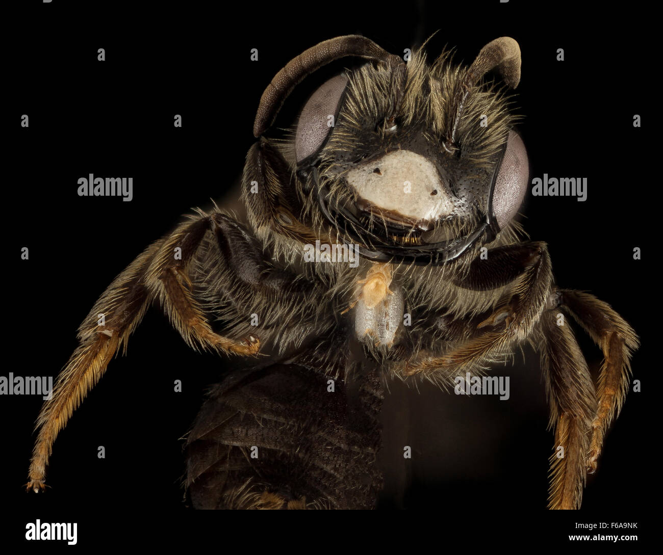 Andrena uvulariae, M, Face, MA, Franklin County 2015-07-07-160939 ZS PMax UDR Stock Photo