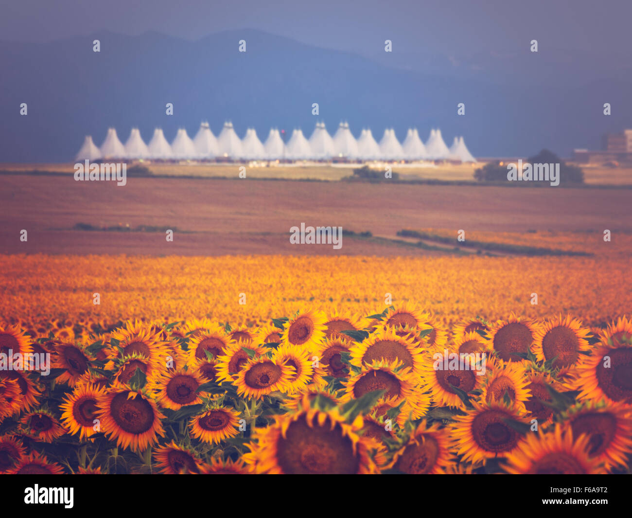 Sunflower field with Denver International Airport in the background