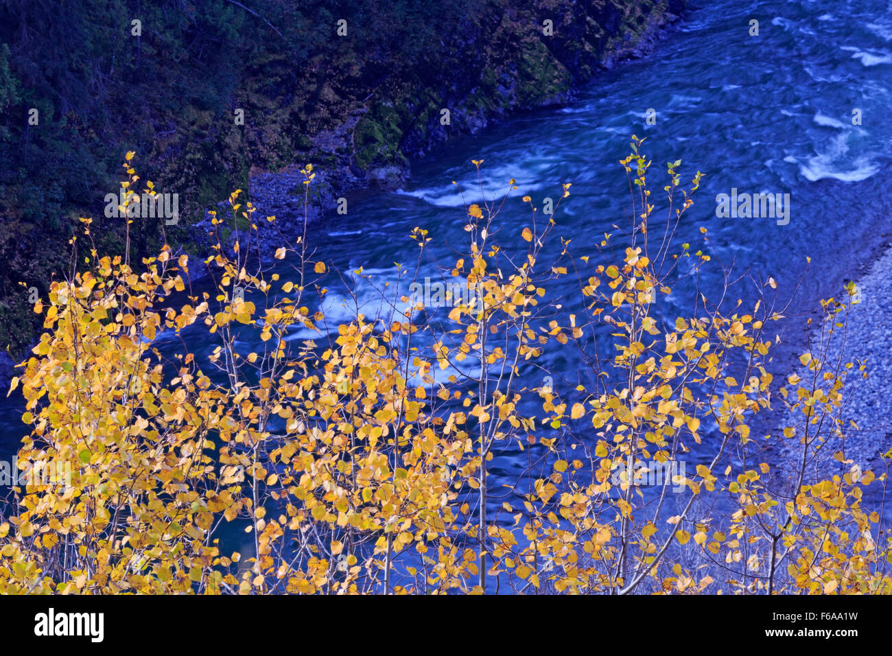 Fall colours of yellow Aspen leaves above the Bulkley river, near Hzelton, British Columbia Stock Photo