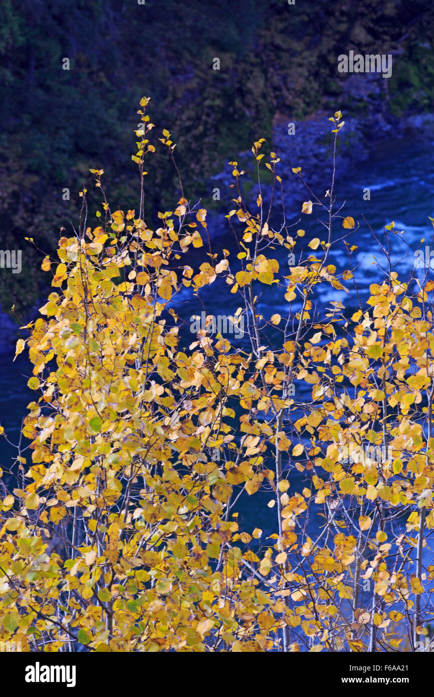 Fall colours of yellow Aspen leaves above the Bulkley river, near Hzelton, British Columbia Stock Photo