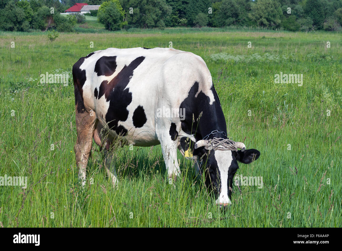 black and white cow grazing in a meadow Stock Photo - Alamy