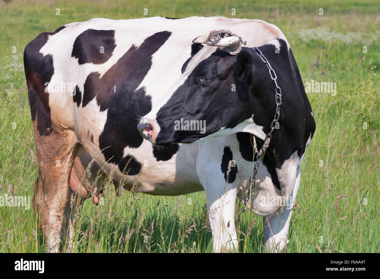 black-and-white-cow-dairy-hi-res-stock-photography-and-images-alamy