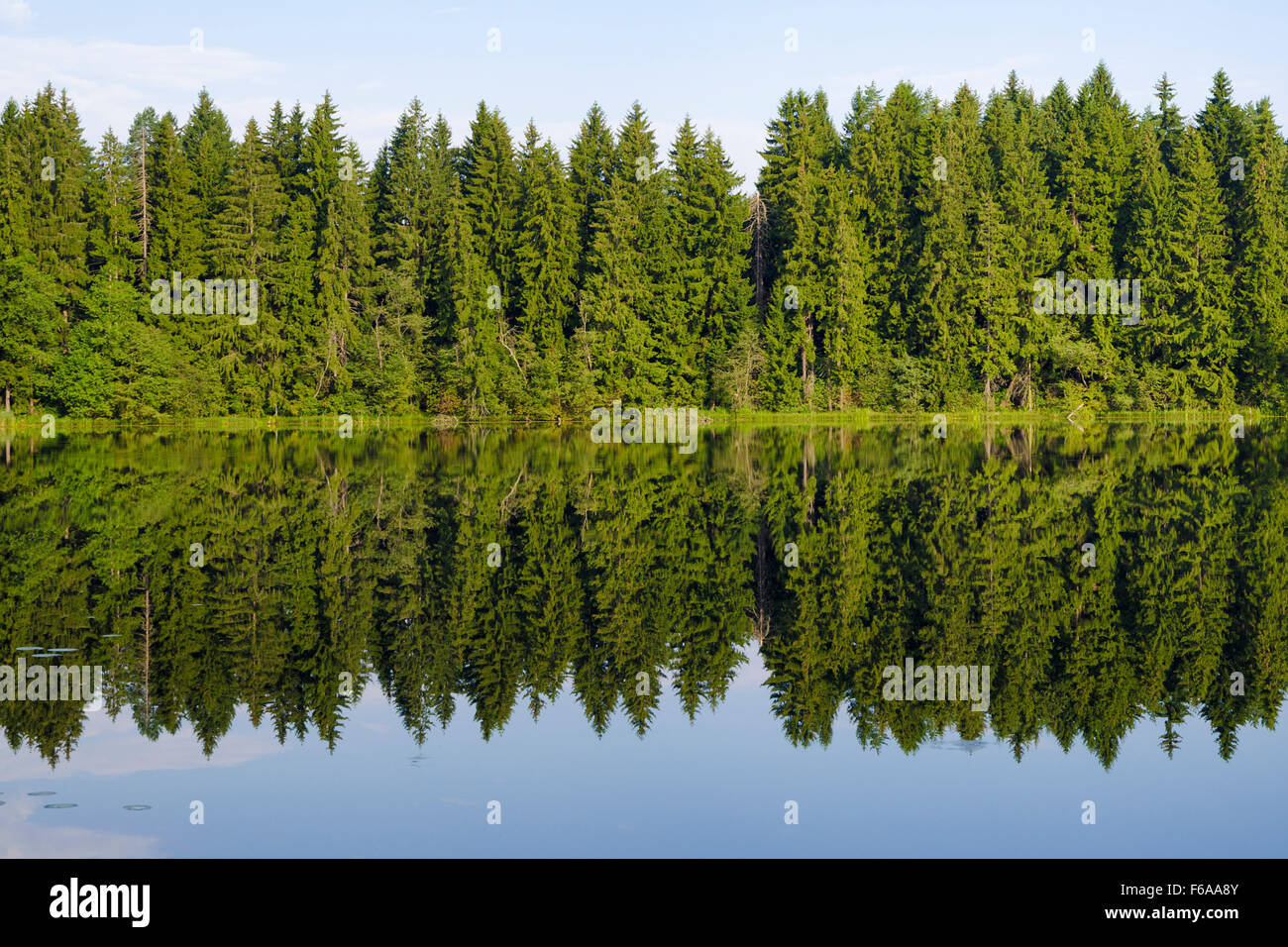 wild forest lake with fir trees reflection in calm waters Stock Photo ...