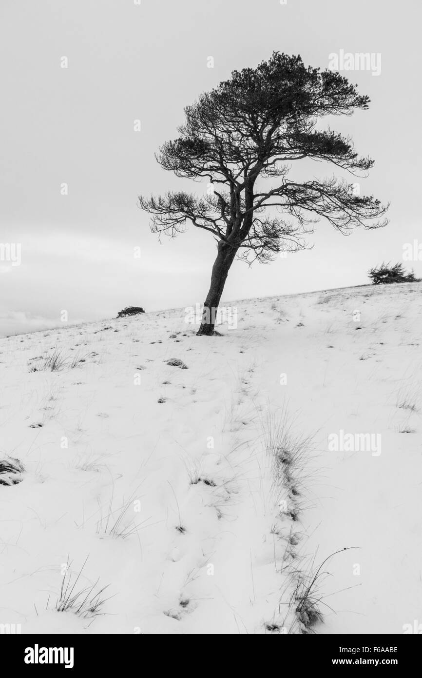scots pine on great mell fell in the snow Stock Photo