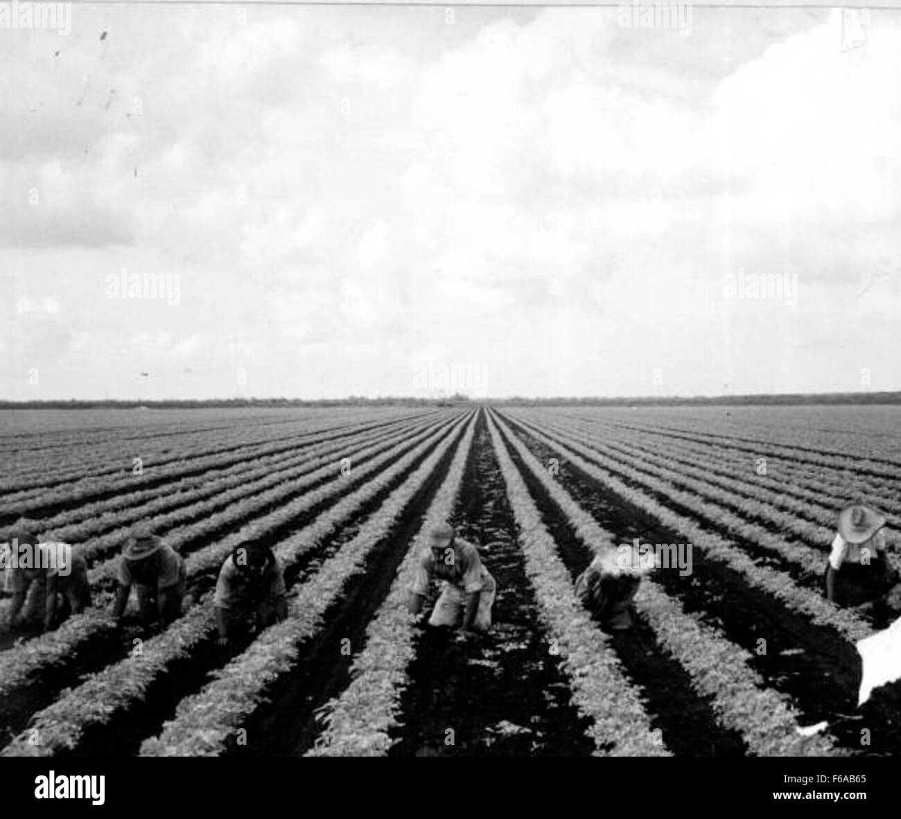 Laborers thinning celery plants Belle Glade Stock Photo Alamy