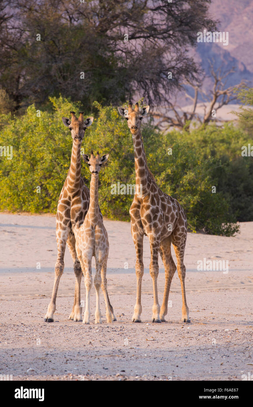 Giraffes in the Kaokoveld, Namibia, Africa Stock Photo