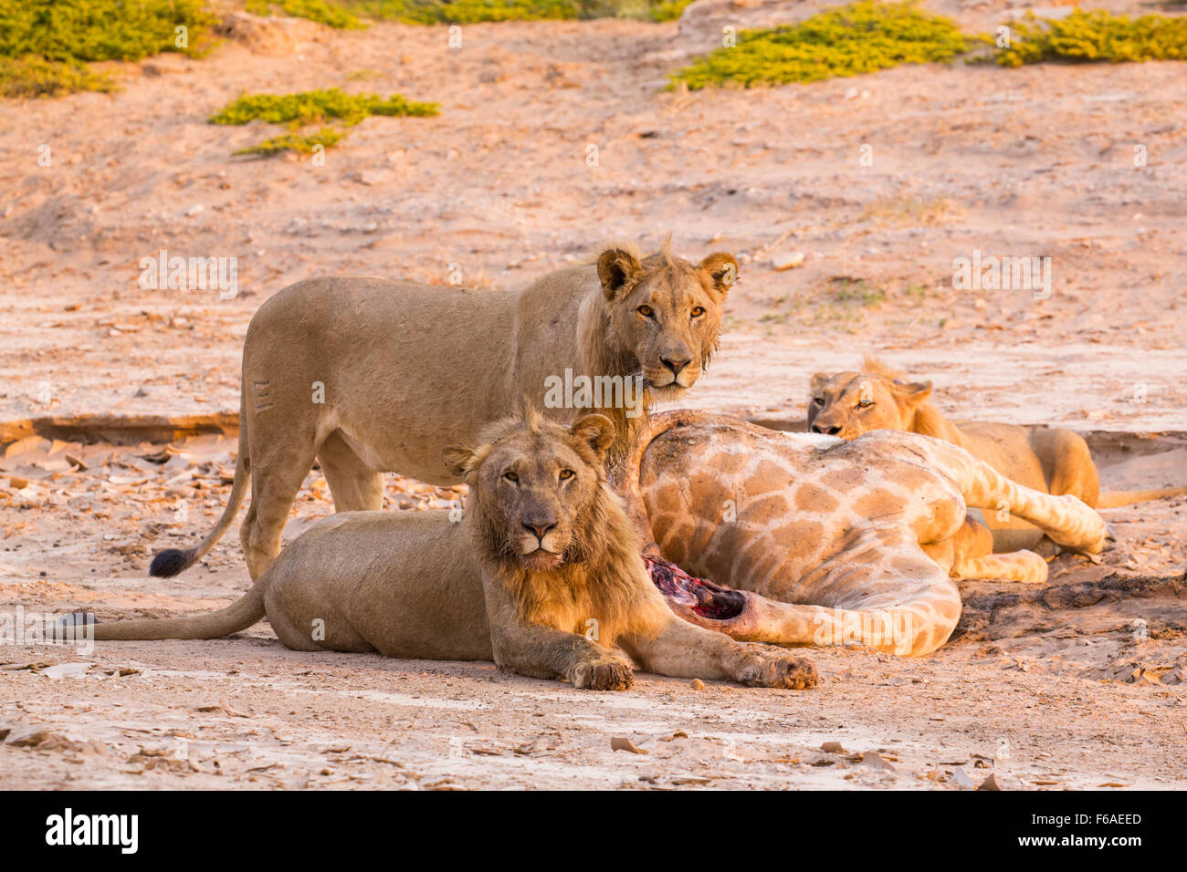 Lion pride giraffe kill in Kaokoveld, Namibia, Africa Stock Photo