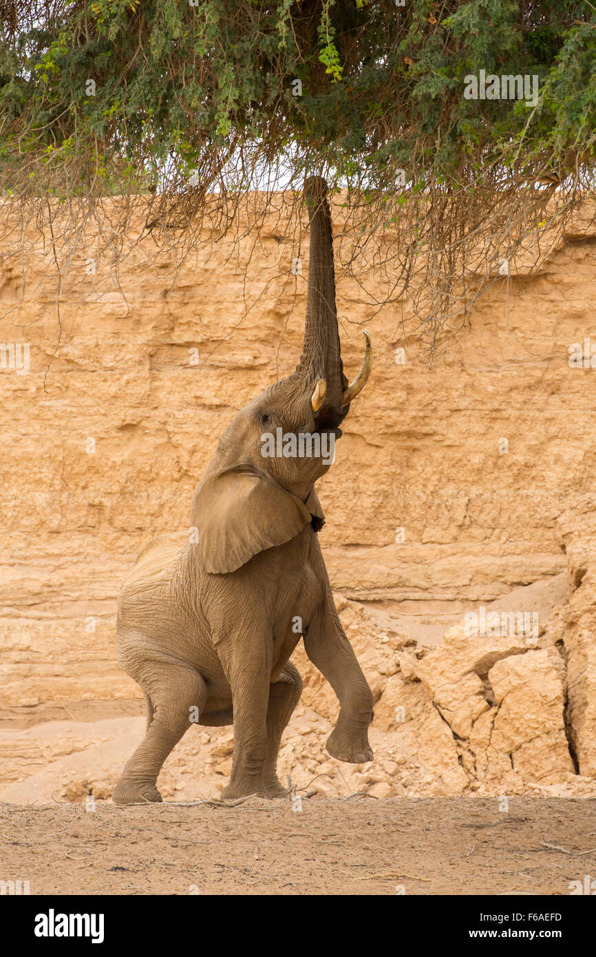 Elephant feeding from Acacia tree in Kaokoveld, Namibia, Africa Stock Photo