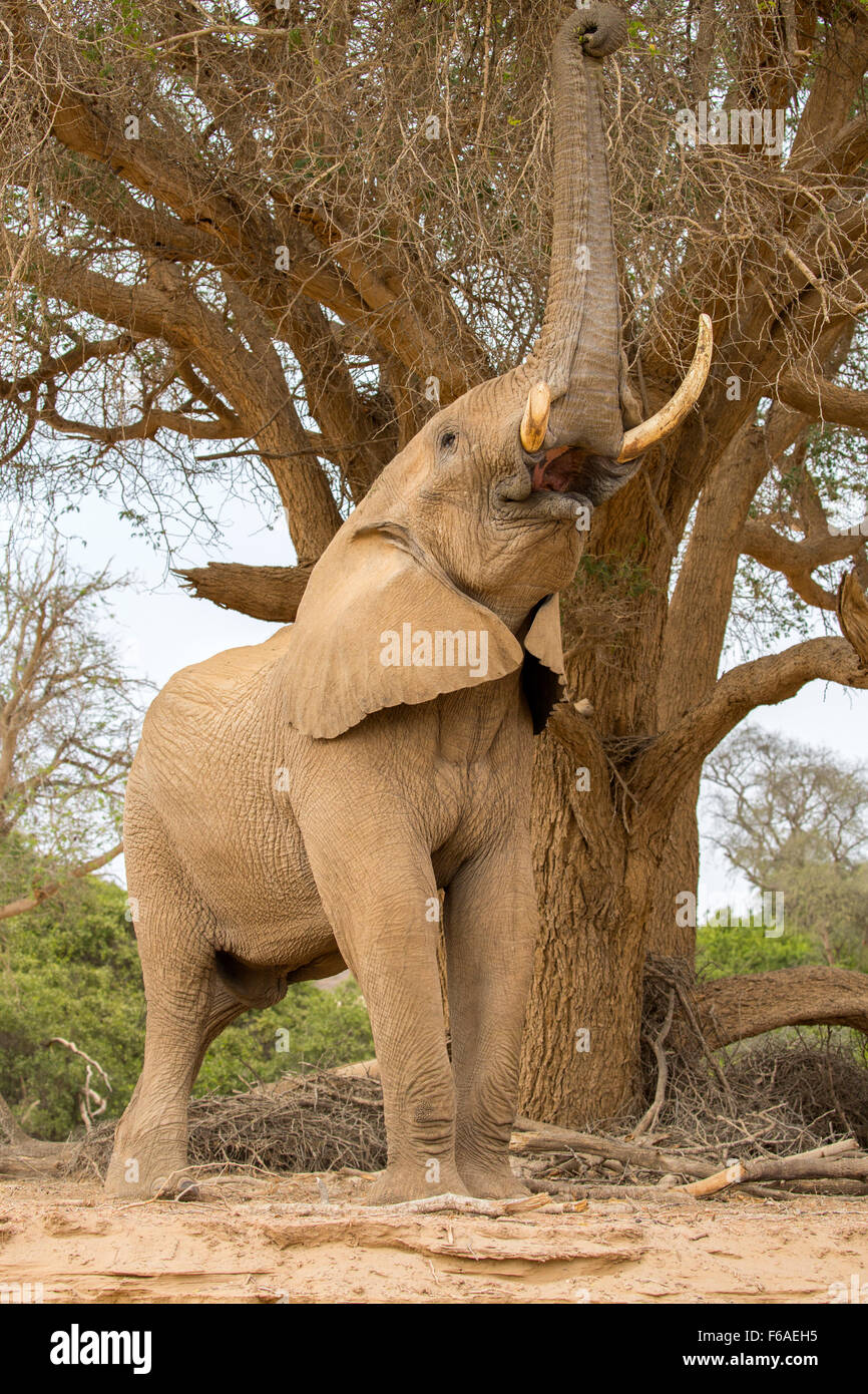 Elephant feeding from Acacia tree in Kaokoveld, Namibia, Africa Stock Photo