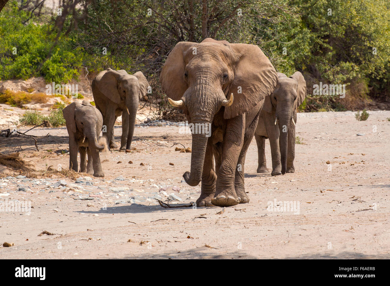 Elephants walking in Kaokoveld, Namibia, Africa Stock Photo