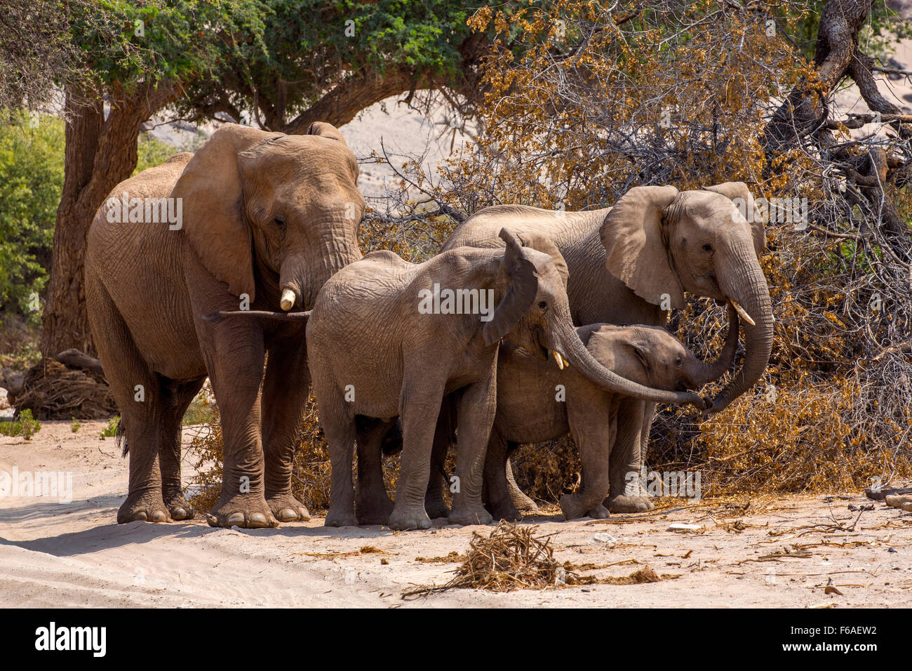 Family of elephants in Kaokoveld, Namibia, Africa Stock Photo