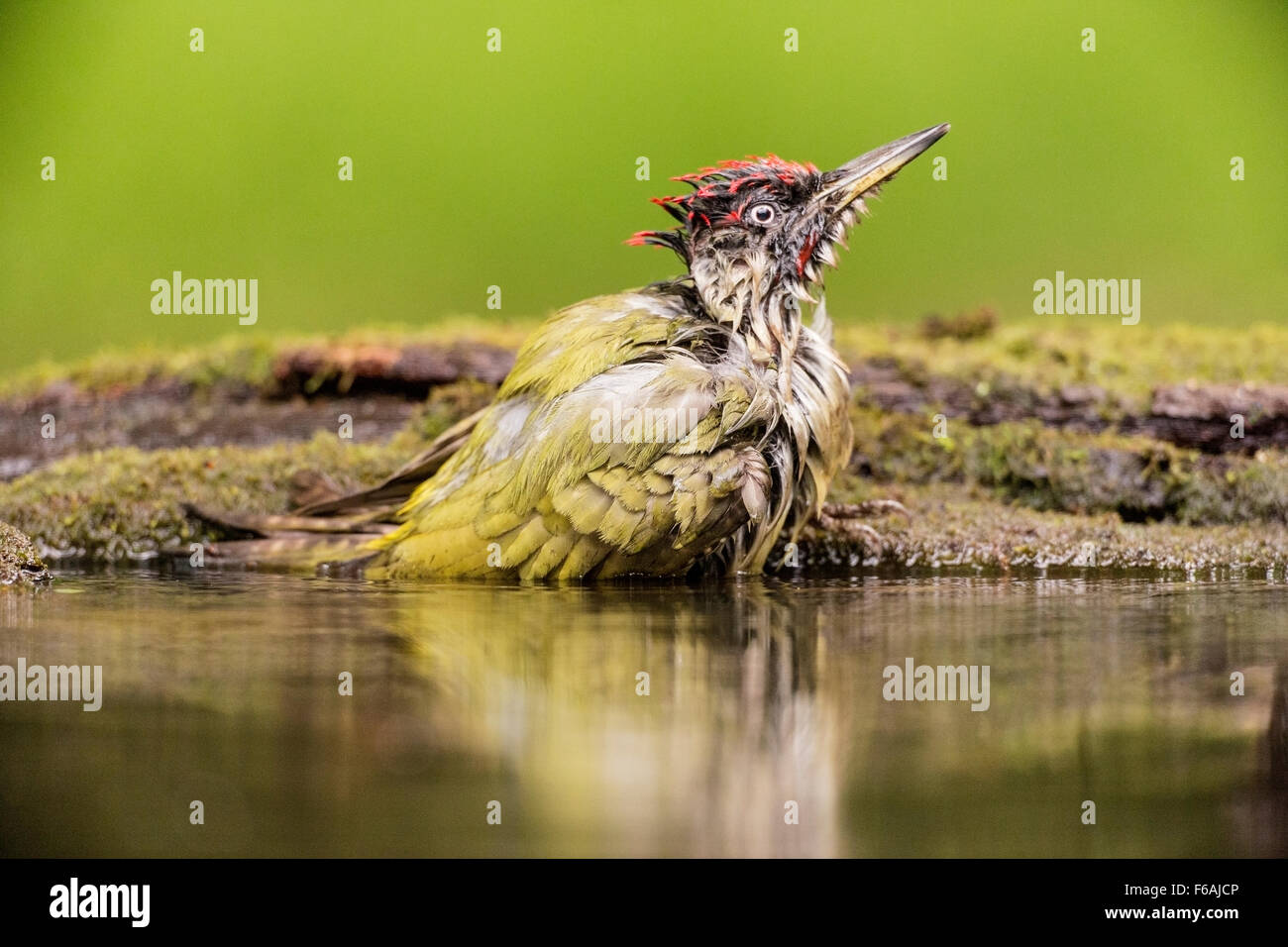 Green woodpecker (Picus viridis) adult bathing in woodland pool, Hungary, Europe Stock Photo