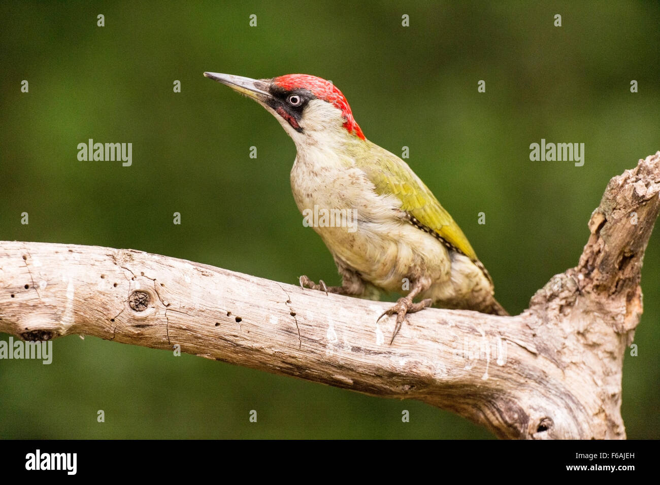 Green woodpecker (Picus viridis) adult perched on branch in woodland, Hungary, Europe Stock Photo