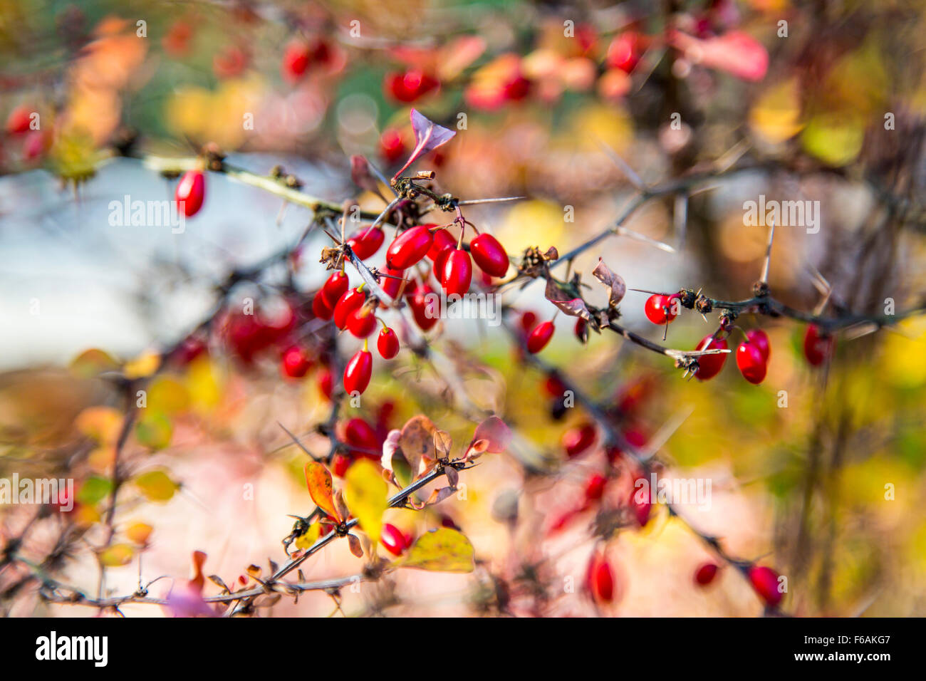 Barberry (Berberis vulgaris) Barberry also, vinegar berry shrub plant