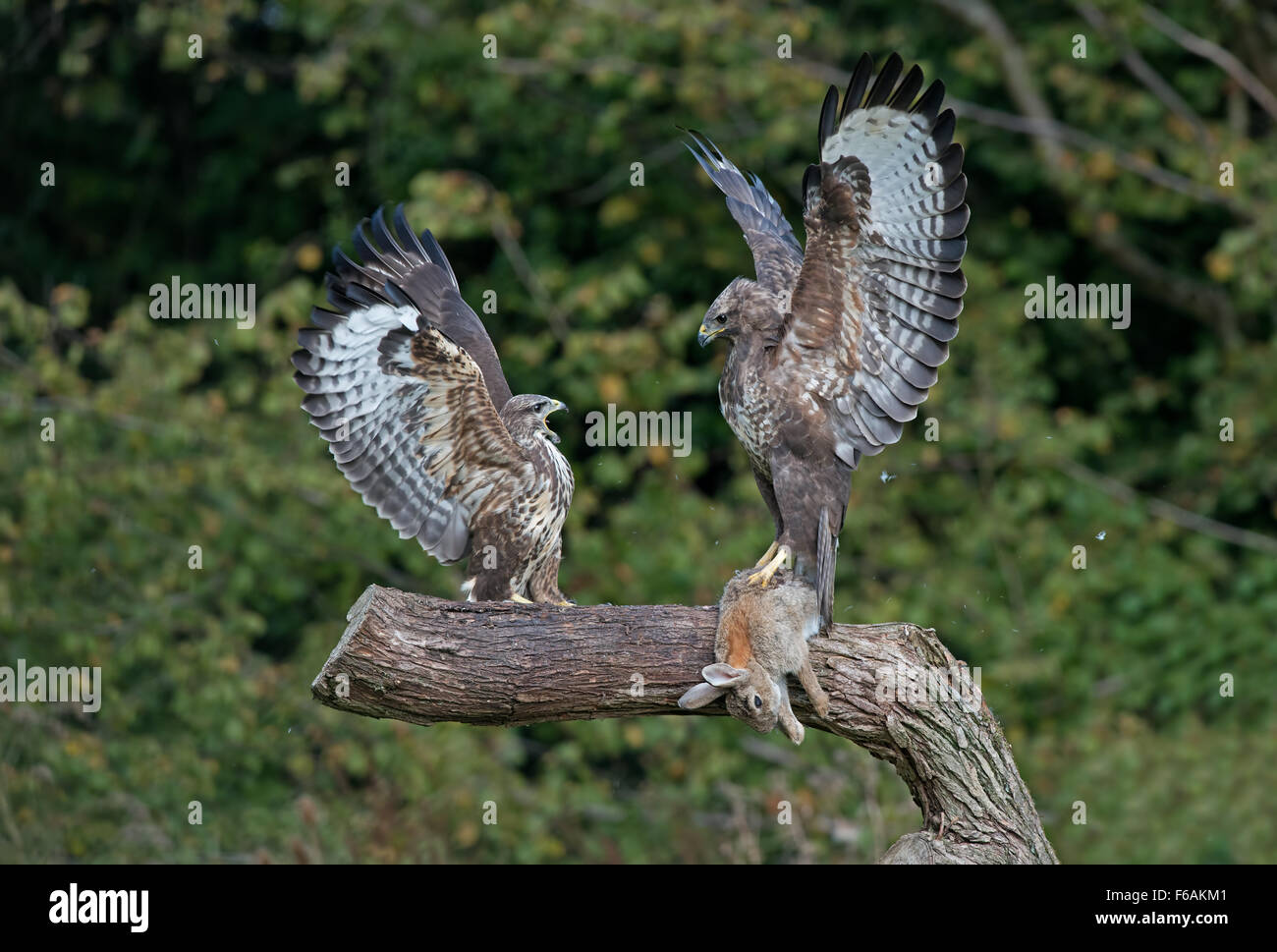 Pair of Buzzards- Buteo buteo display aggression over  prey. Autumn. Uk Stock Photo