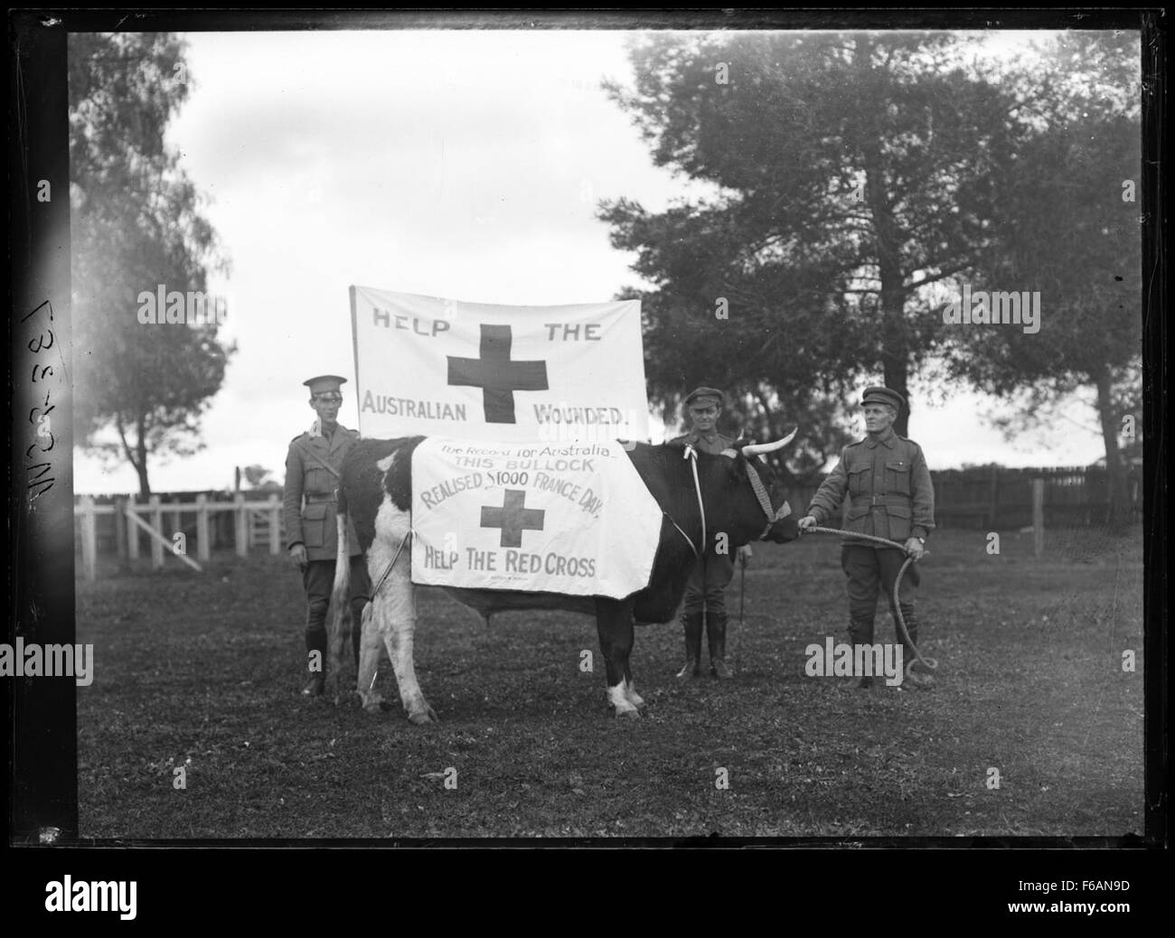 A photograph from the Wagga Show, showcasing a Red Cross appeal during World War I. The display features cow glass plates and highlights the community's involvement in supporting the Red Cross during the war effort. Stock Photo