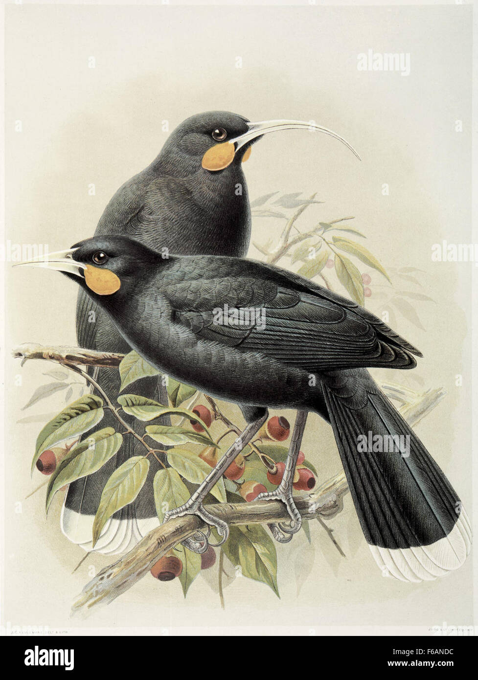 Keulemans, John Gerrard 1842-1912 Huia (male and female) Heteralocha acutirostris(Three-fifths Stock Photo