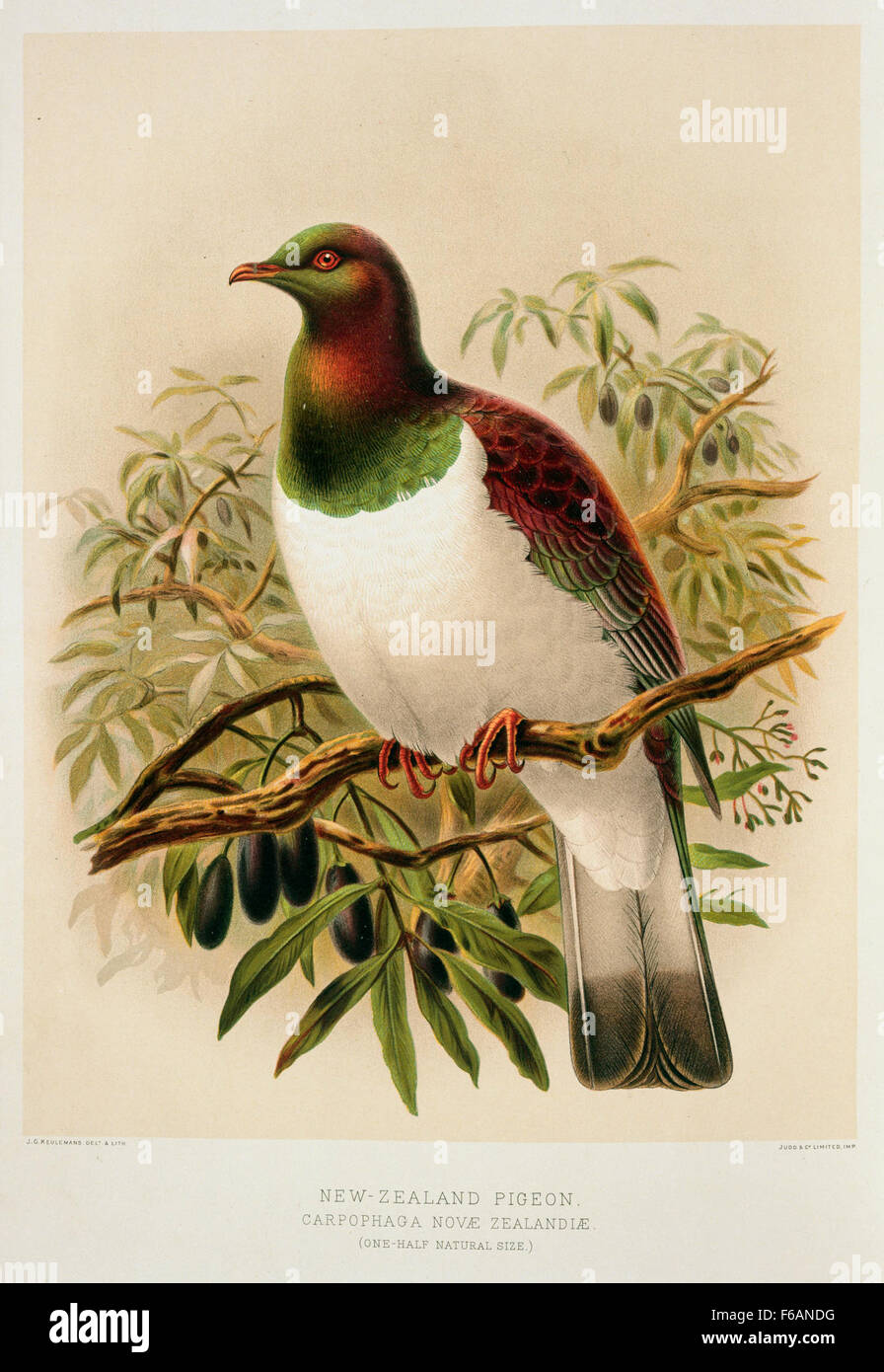 Keulemans, John Gerrard 1842-1912 New Zealand pigeon Carpophaga Novae Zealandiae Stock Photo