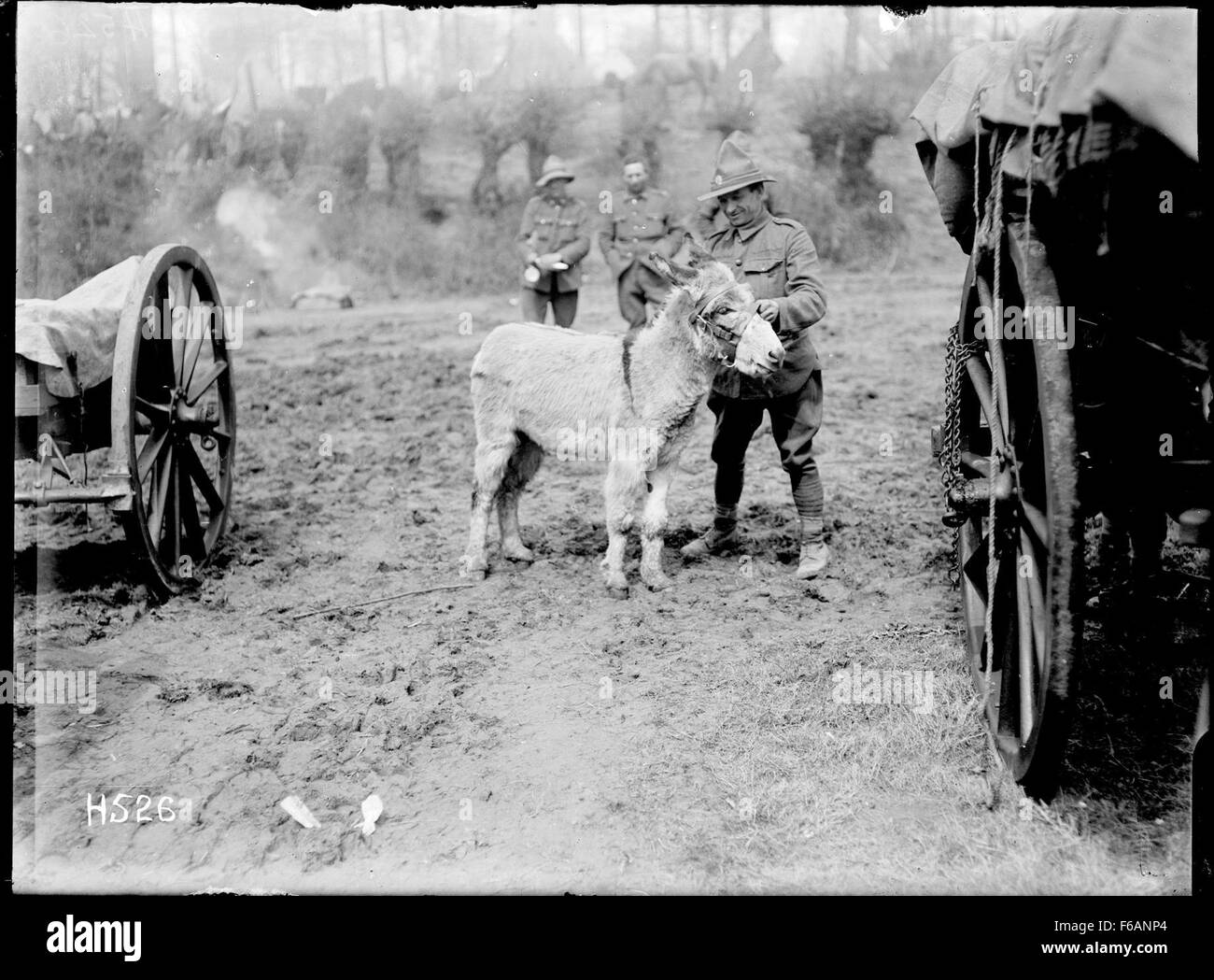 Donkey during Black and White Stock Photos & Images - Alamy