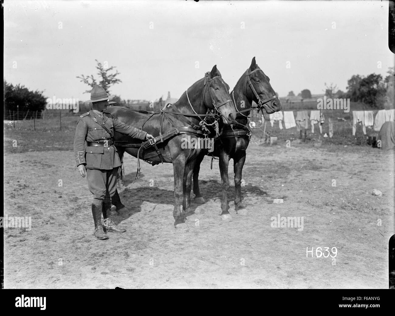 New Zealand officer holding the reins of two German horses Stock Photo