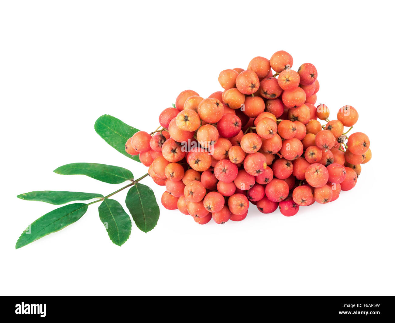 Rowan (Sorbus aucuparia) Berries with Leaves Iolated on White Stock