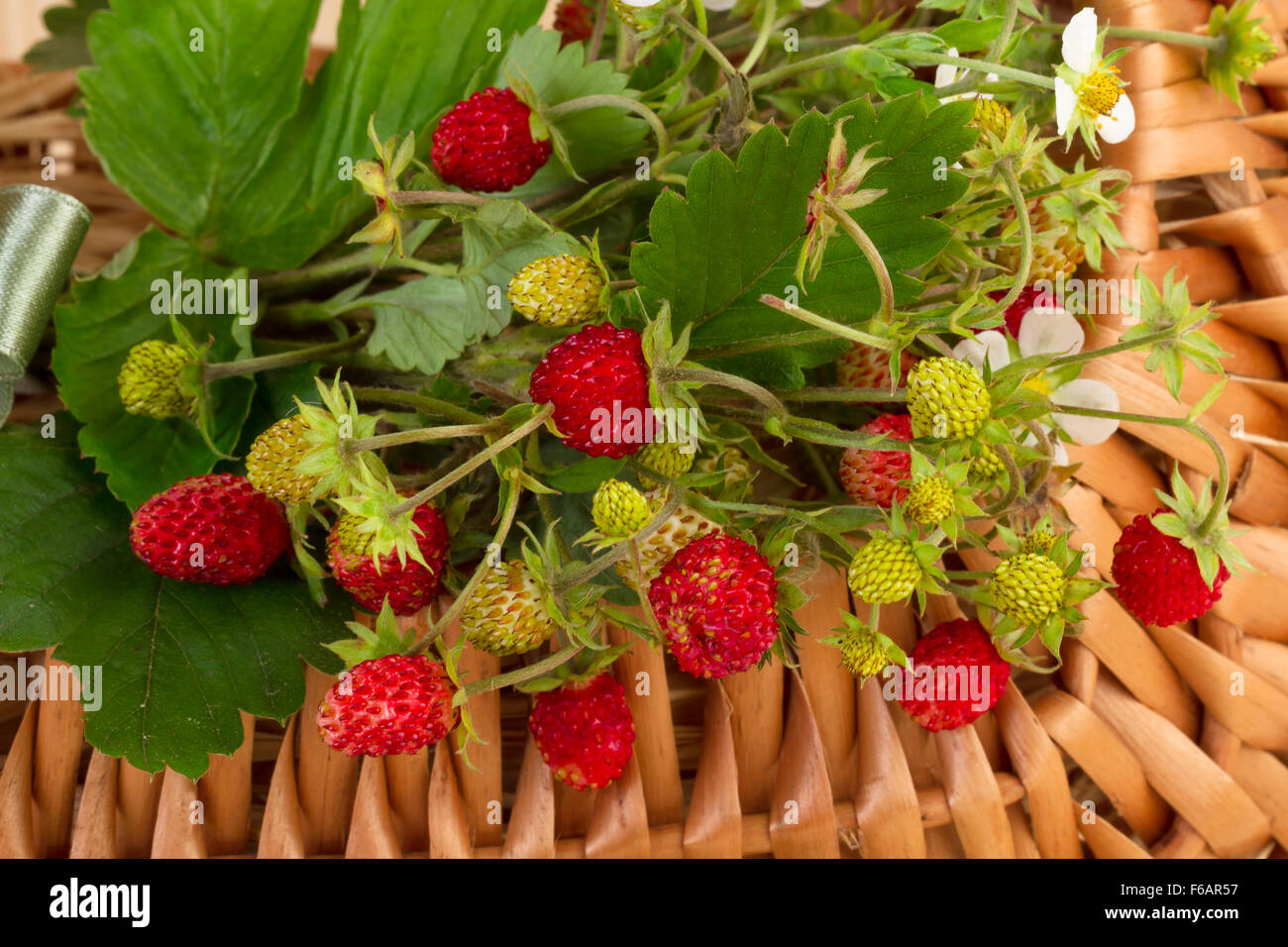 Woodland Strawberries in close-up Stock Photo