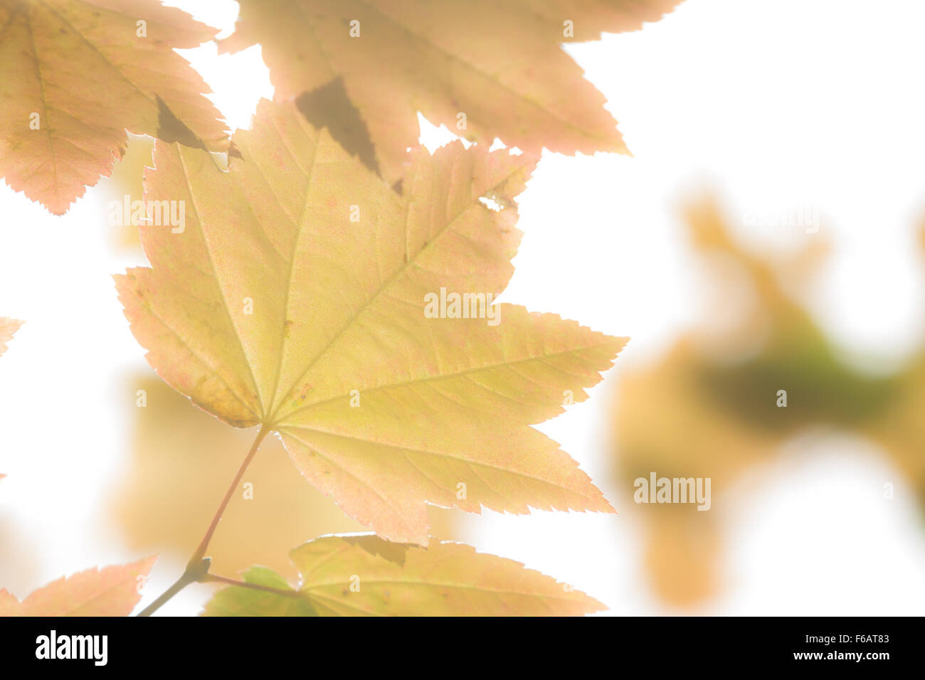 maple leaf with a golden glow with a soft effect made by bright sun light behind it Stock Photo